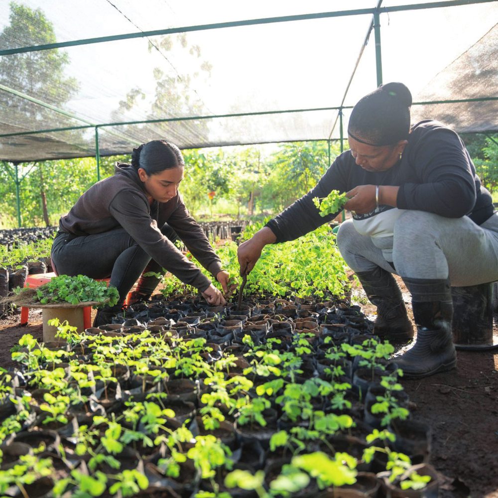 Dos mujeres sembrando plántulas en un vivero