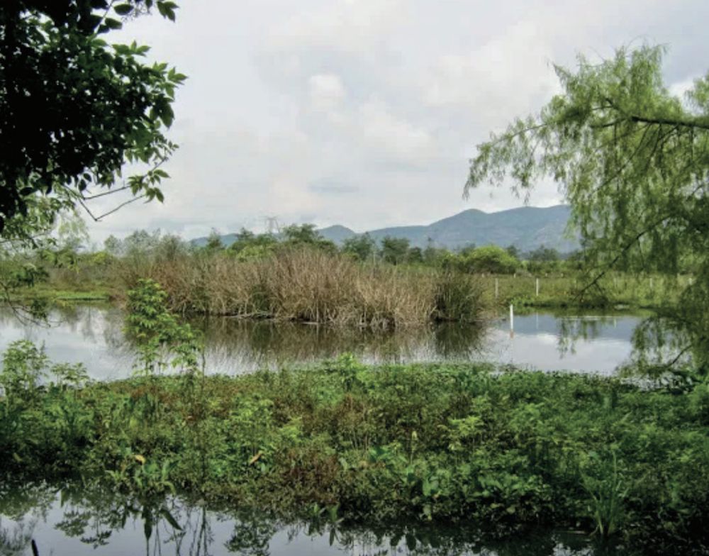 Humedal con vegetación acuática y montañas al fondo
