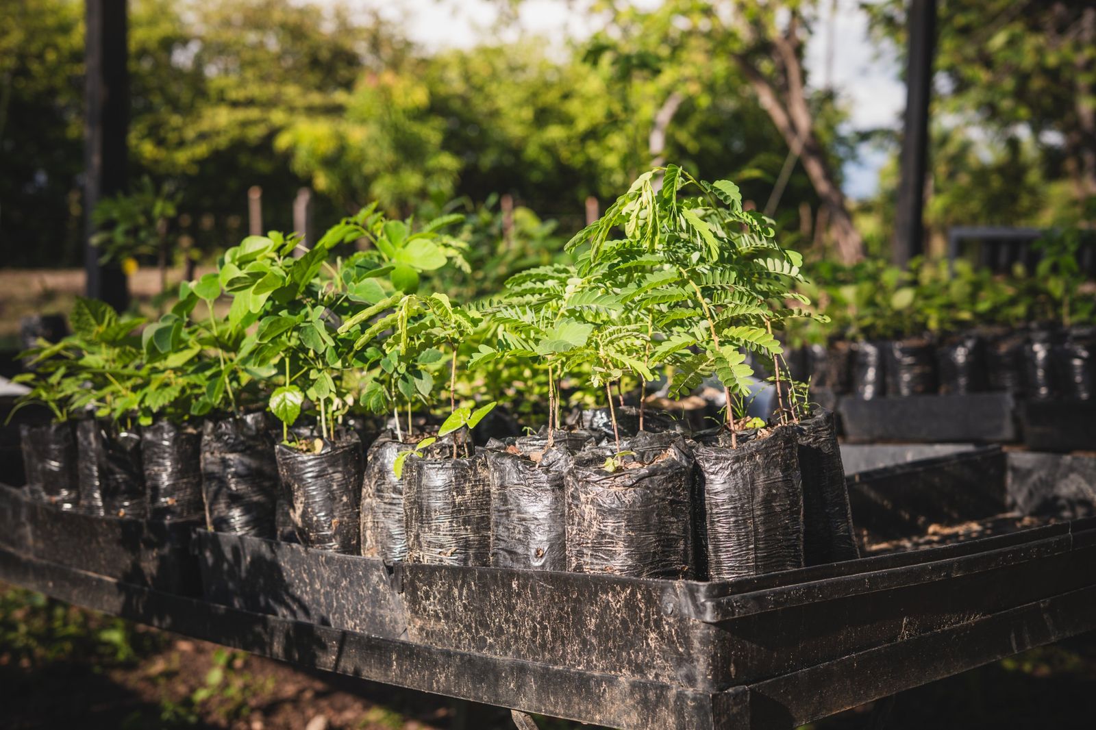 Plántulas de especies nativas creciendo en bolsas dentro de un vivero