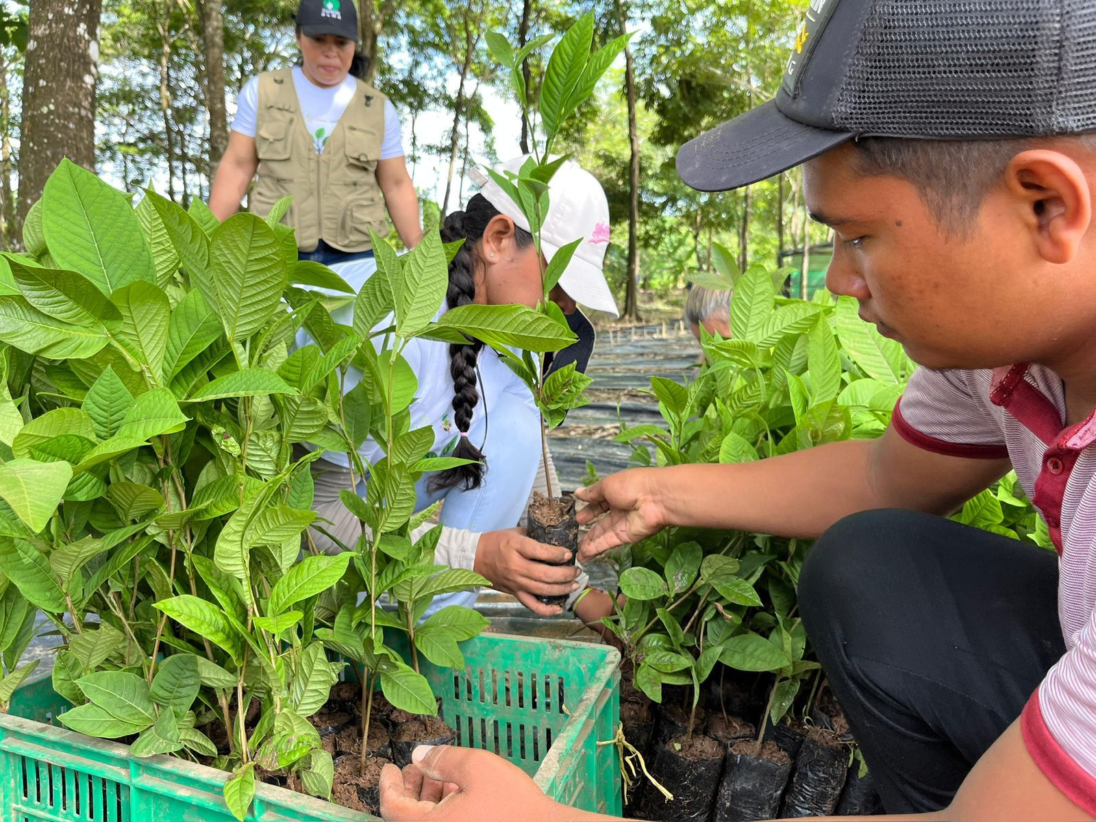 Personas del equipo y de la comunidad seleccionando y sembrando plántulas en un vivero